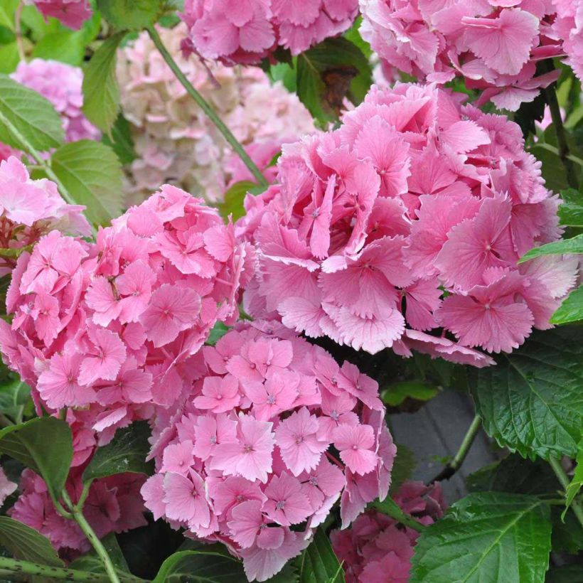 Hortensia - Hydrangea macrophylla Dolce Farfalle (Floraison)