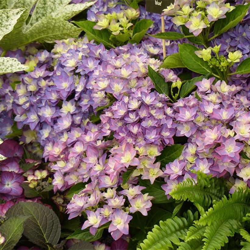 Hortensia - Hydrangea macrophylla Double Dutch Blue (Floraison)