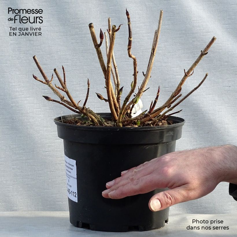 Spécimen de Hortensia - Hydrangea macrophylla Elleair anniversary tel que livré en hiver