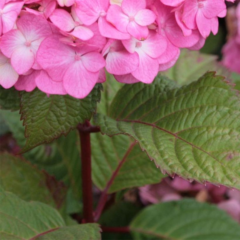 Hortensia - Hydrangea macrophylla Endless Summer Bloomstar (Feuillage)