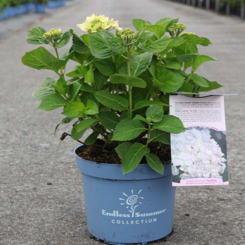 Hortensia - Hydrangea macrophylla Endless Summer The Bride (Port)