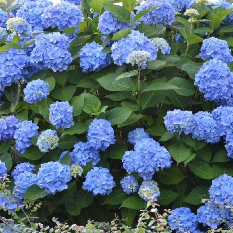 Hortensia - Hydrangea macrophylla Endless Summer The Original (bleu) (Floraison)