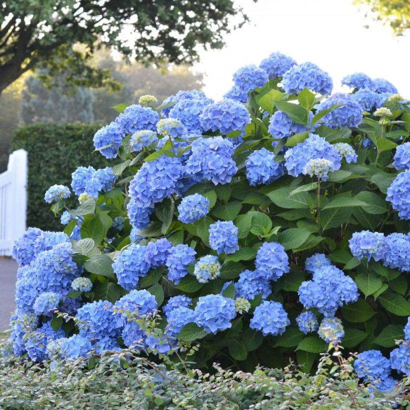 Hortensia - Hydrangea macrophylla Endless Summer The Original (bleu) (Port)