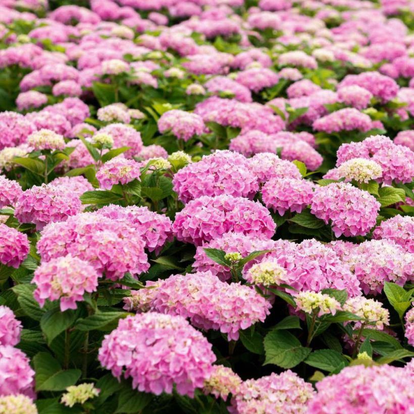 Hortensia - Hydrangea macrophylla Endless Summer The Original (Rose) (Floraison)