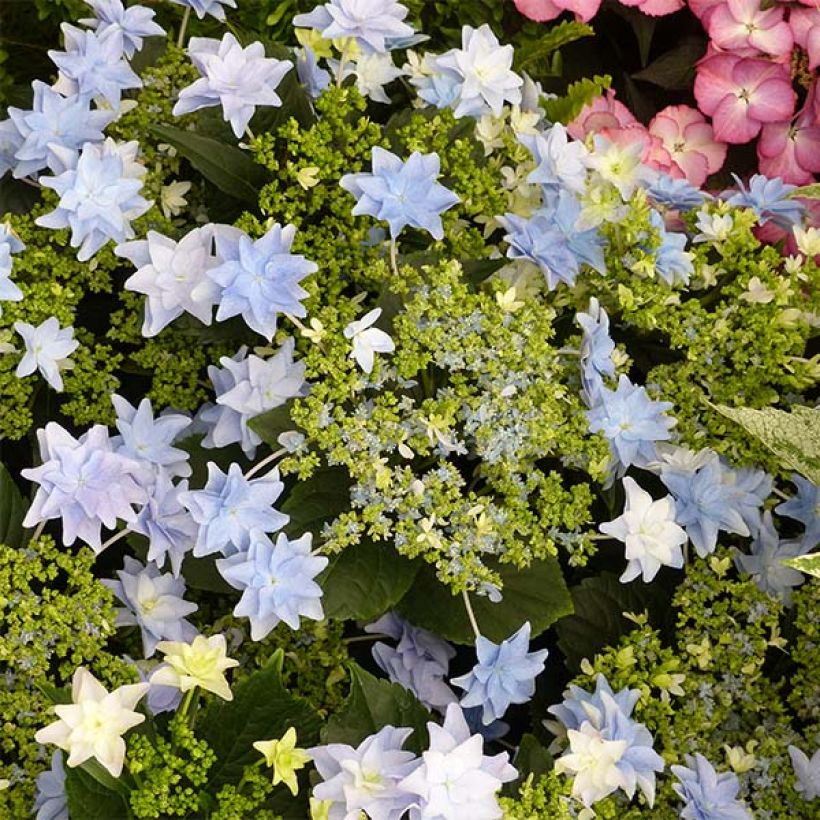 Hortensia - Hydrangea macrophylla Fireworks Blue (Floraison)