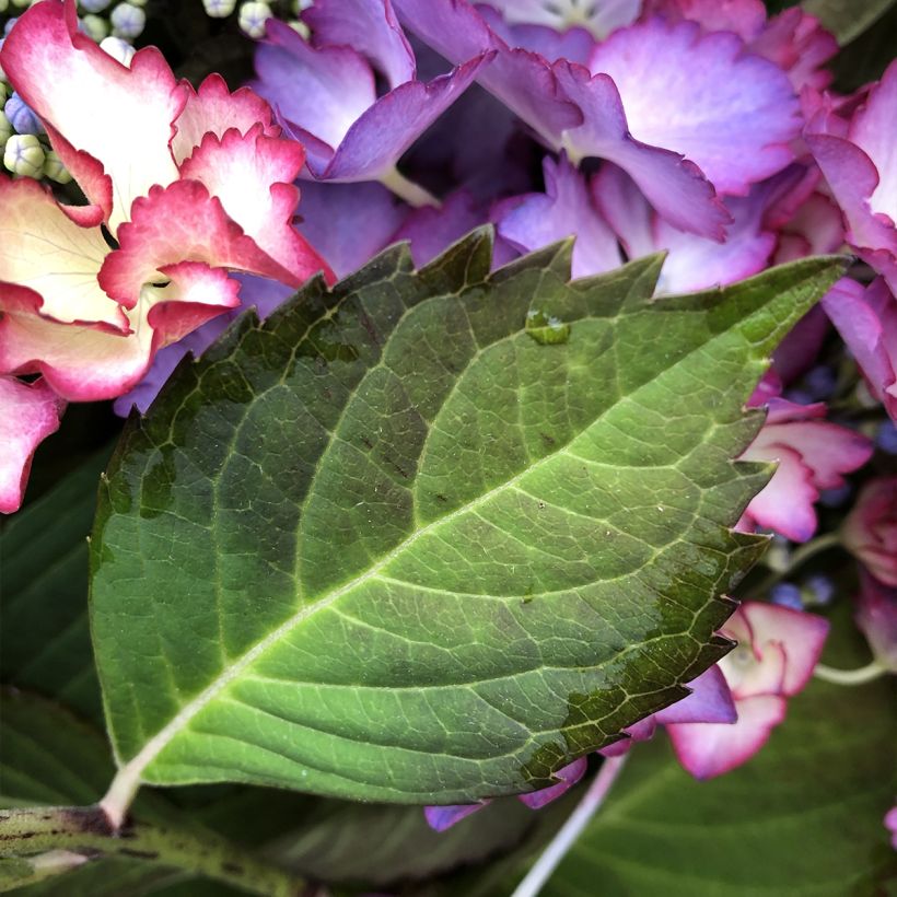 Hortensia - Hydrangea macrophylla French Cancan (Feuillage)