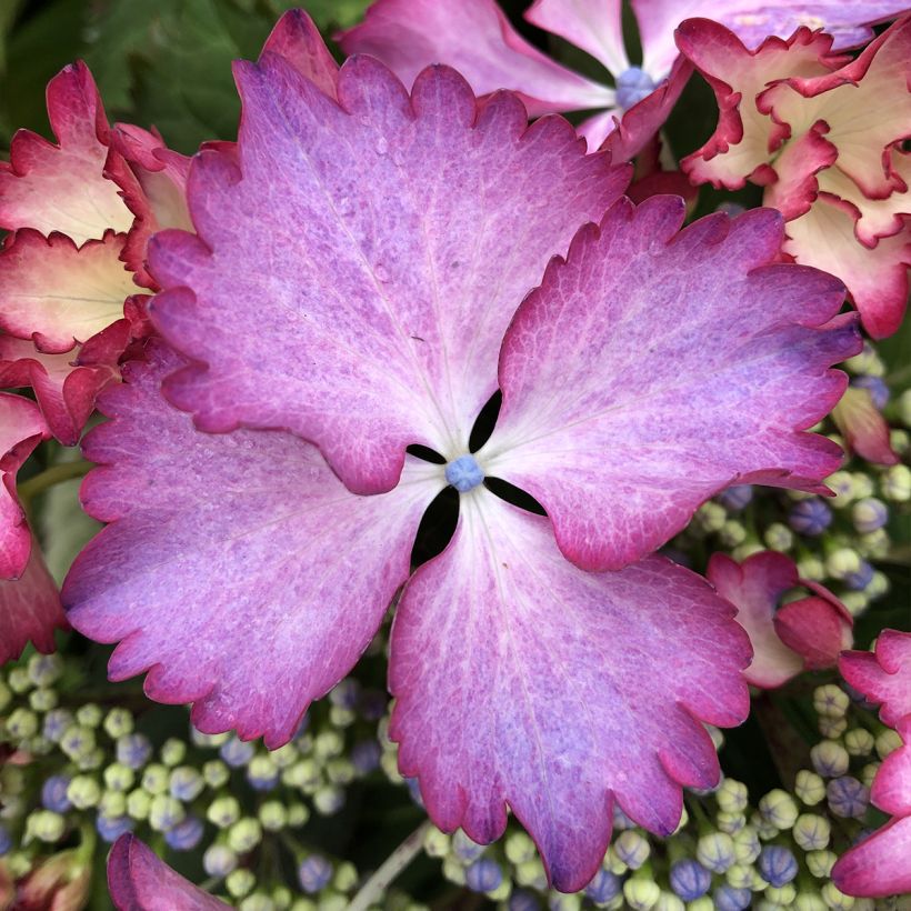 Hortensia - Hydrangea macrophylla French Cancan (Floraison)