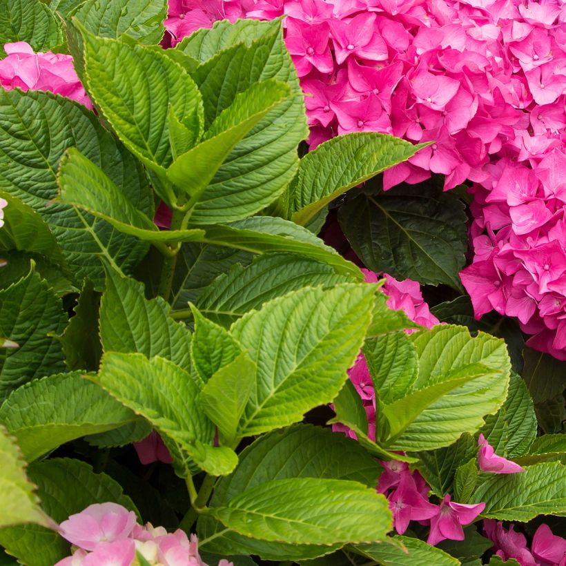 Hortensia macrophylla Freudenstein (Feuillage)