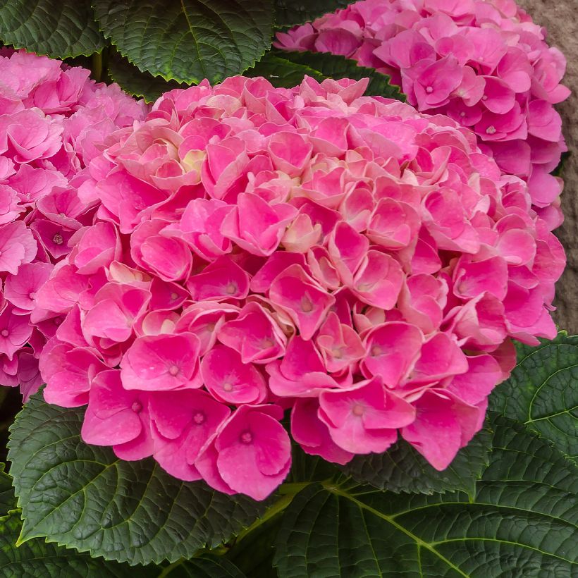 Hortensia macrophylla Freudenstein (Floraison)