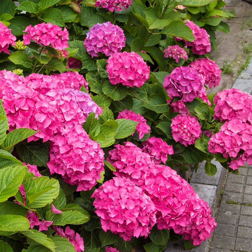 Hortensia macrophylla Freudenstein (Port)