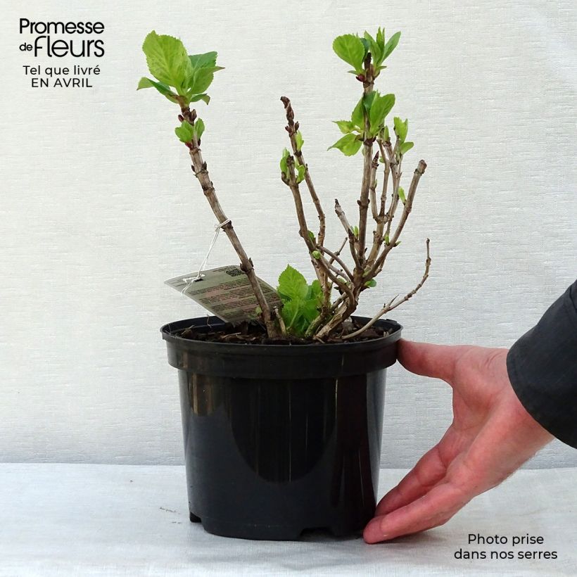 Spécimen de Hortensia - Hydrangea macrophylla Gertrud Glahn en pot de 2/3L tel que livré au printemps