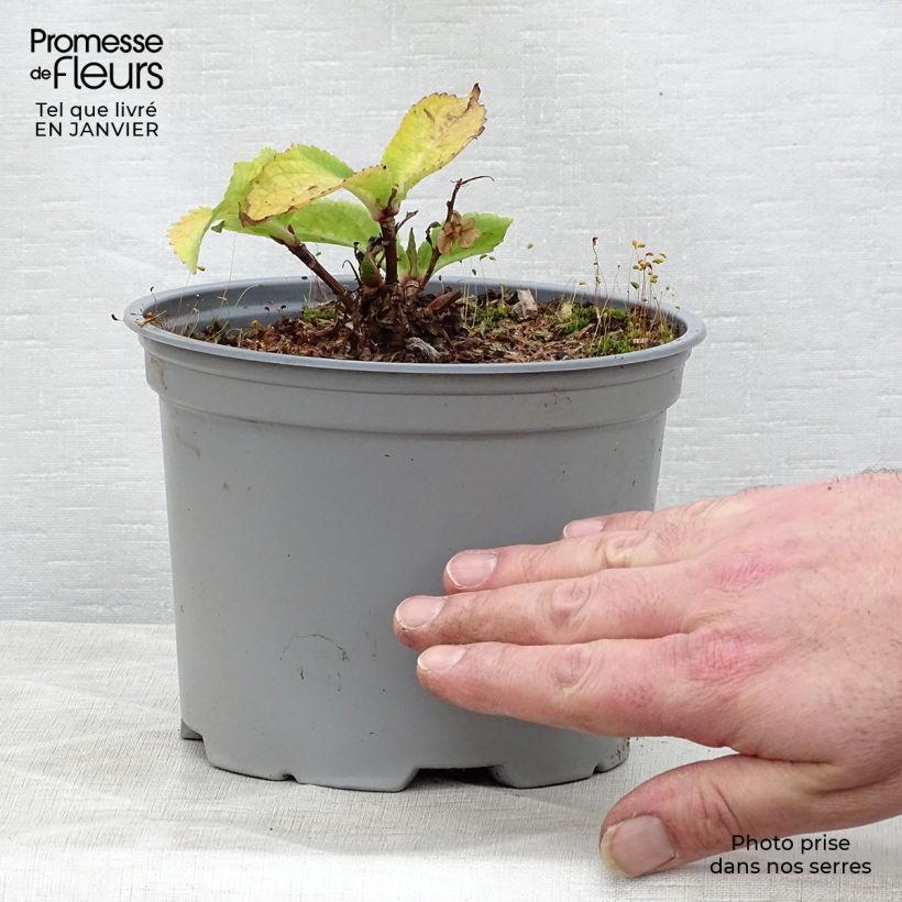 Spécimen de Hortensia - Hydrangea macrophylla Koria Pot de 2L/3L tel que livré en hiver