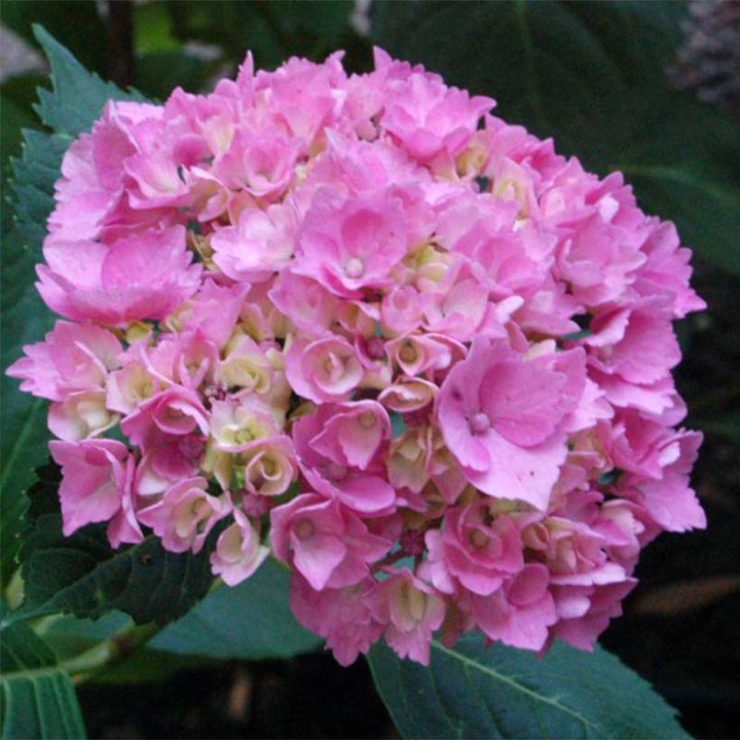 Hortensia - Hydrangea macrophylla La Marne  (Floraison)