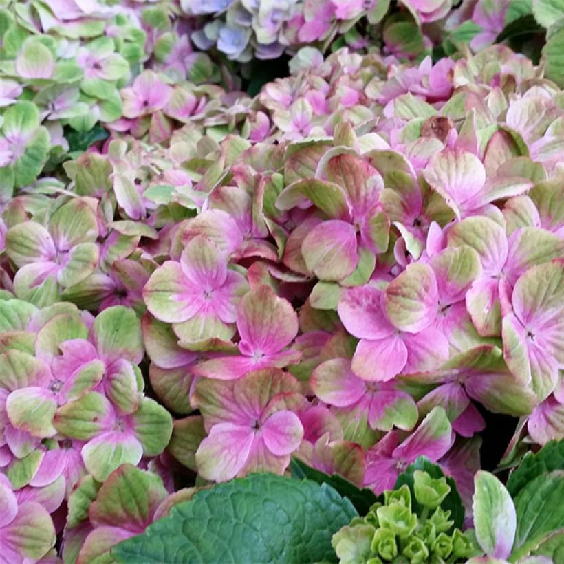 Hortensia - Hydrangea macrophylla Magical Amethyst (Floraison)