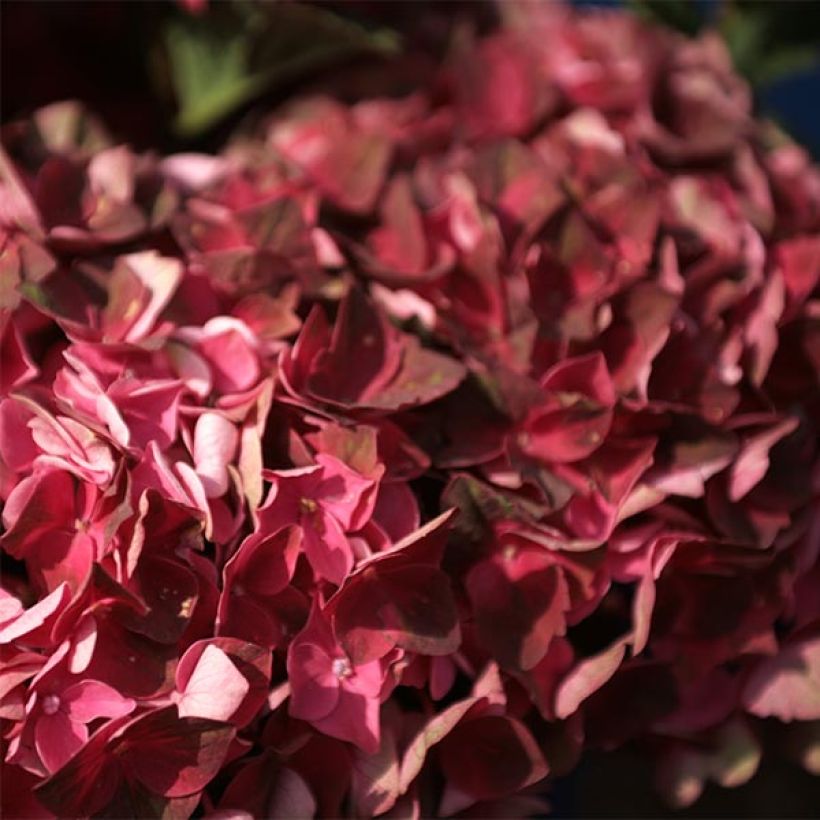 Hortensia - Hydrangea macrophylla Magical Crimson (Floraison)