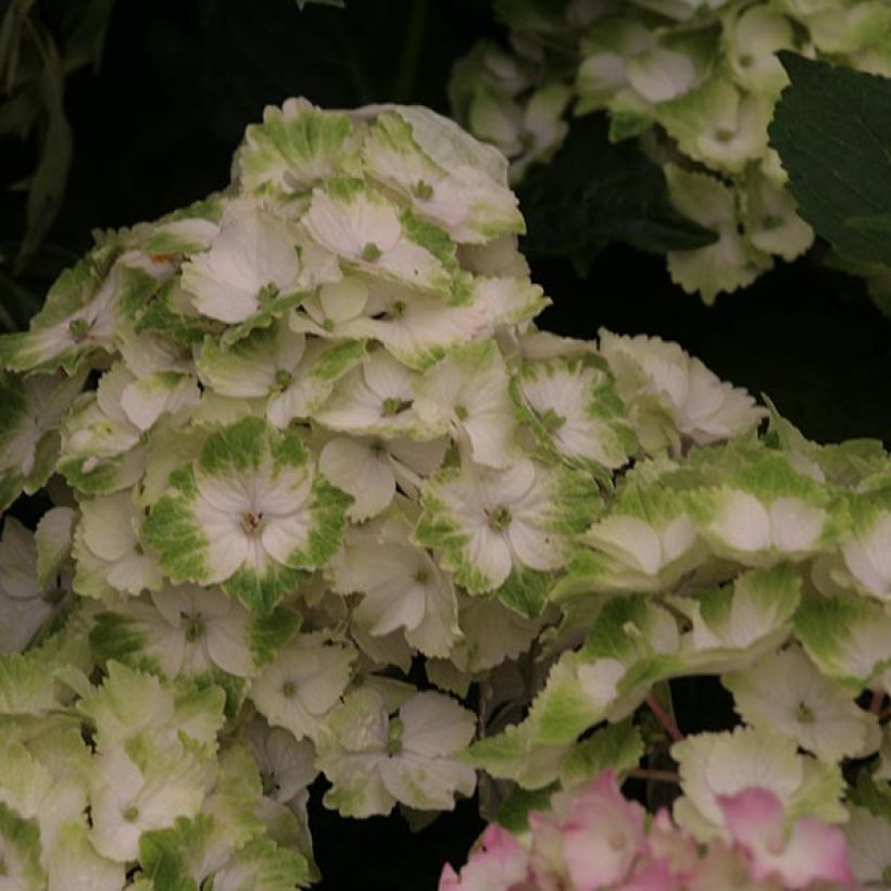 Hortensia - Hydrangea macrophylla Magical Noblesse (Floraison)