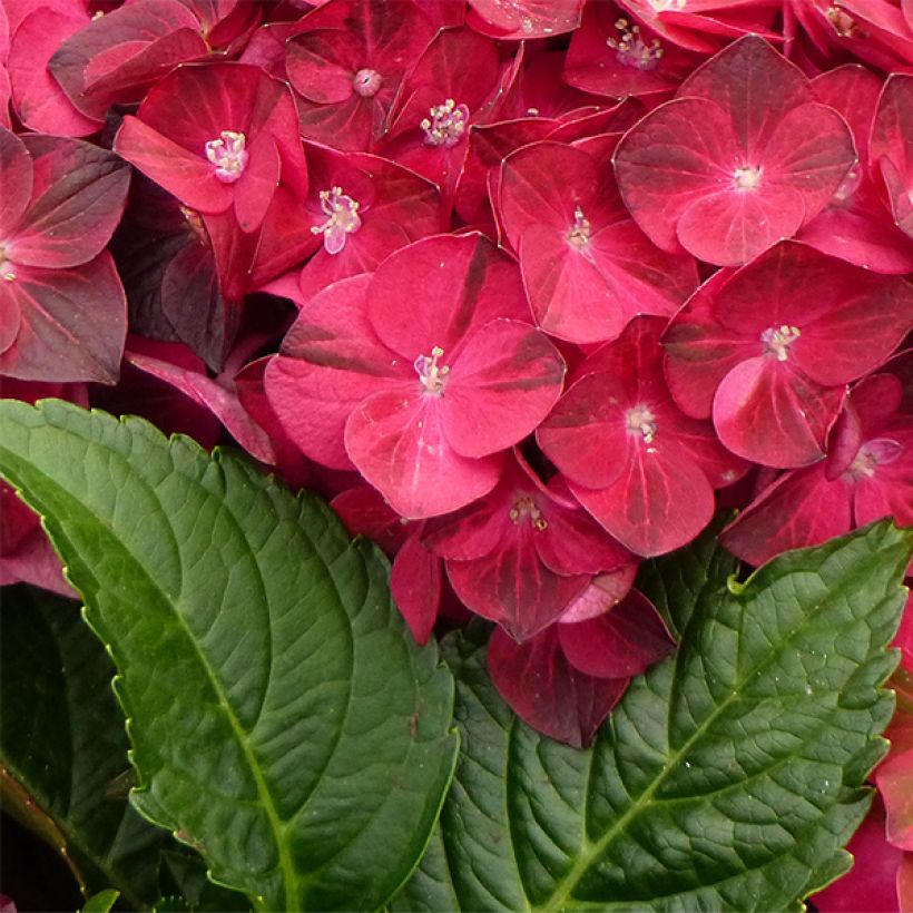 Hortensia - Hydrangea macrophylla Magical Ruby Tuesday (Feuillage)