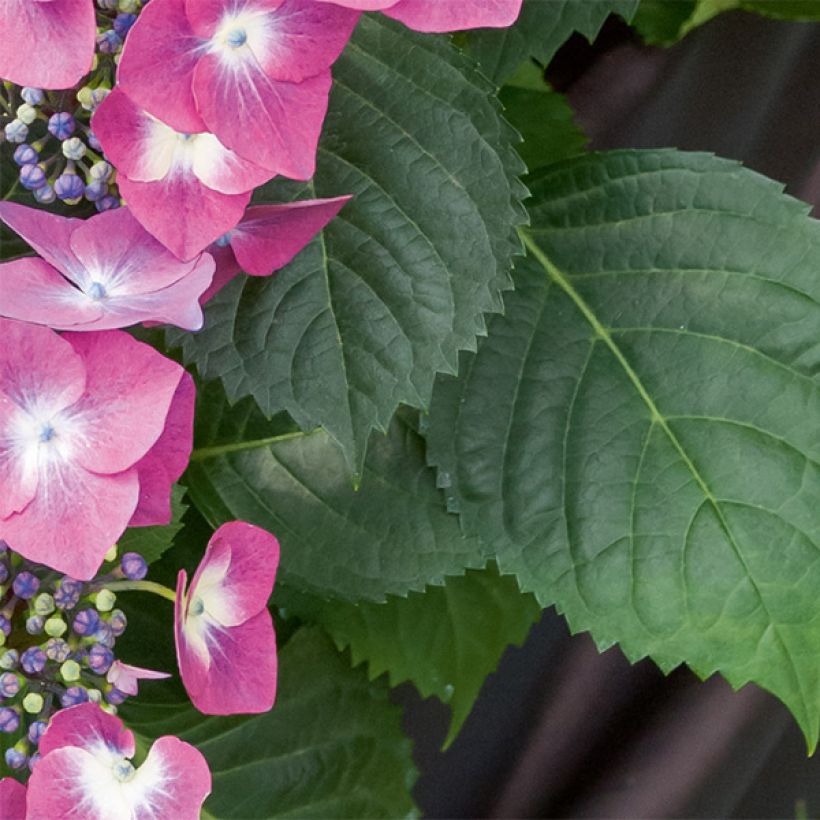 Hortensia - Hydrangea macrophylla Mousmee (Feuillage)