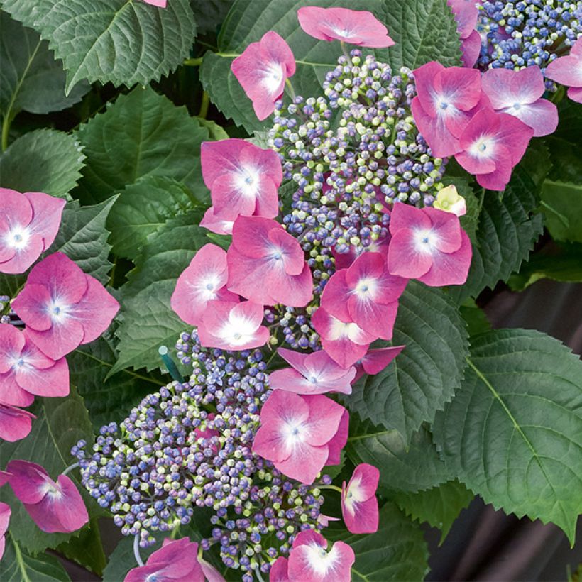 Hortensia - Hydrangea macrophylla Mousmee (Floraison)