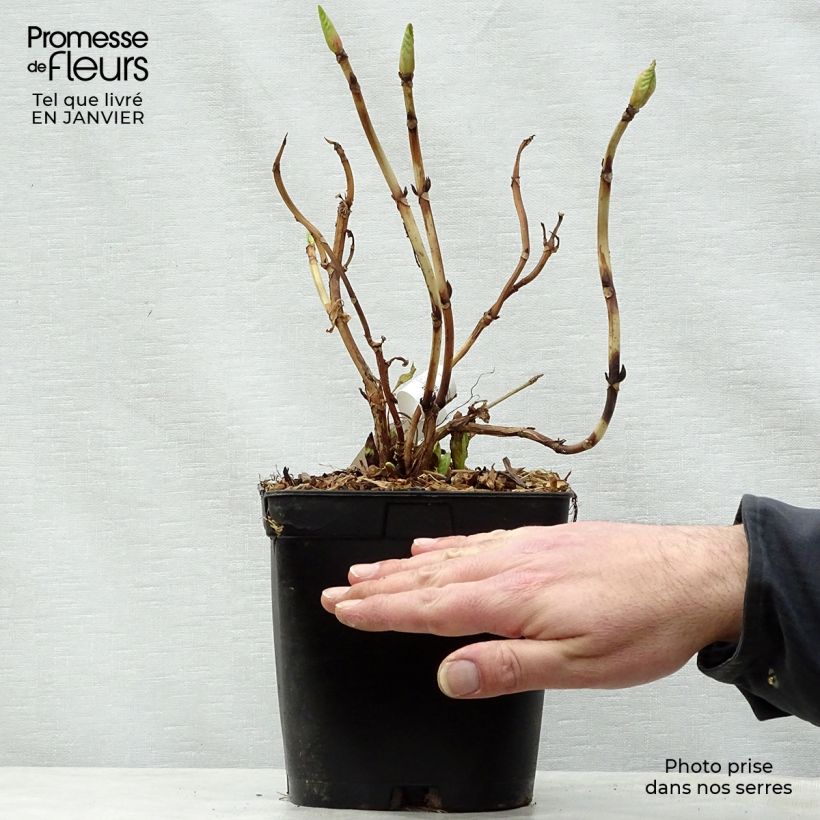 Spécimen de Hortensia - Hydrangea macrophylla Mousmee tel que livré en hiver
