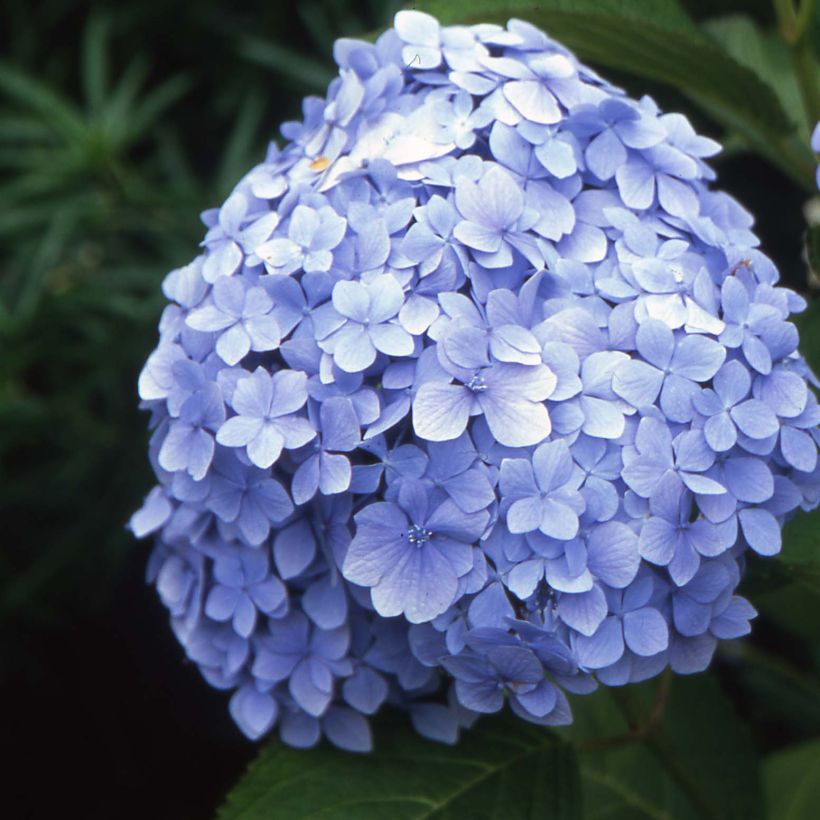 Hortensia - Hydrangea macrophylla Mousseline (Floraison)