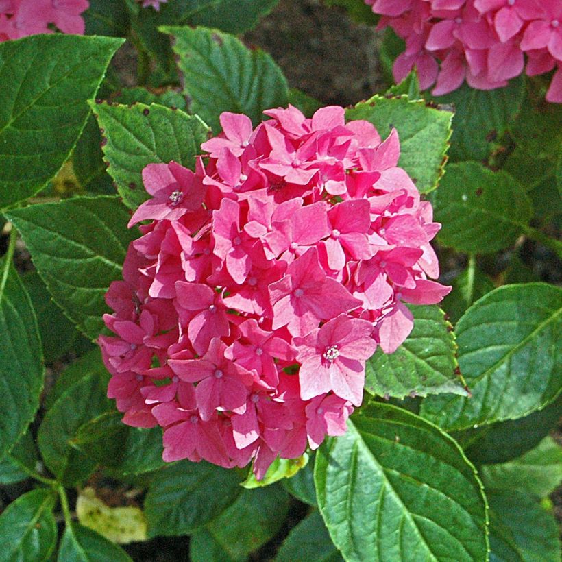 Hortensia - Hydrangea macrophylla Pia (Floraison)