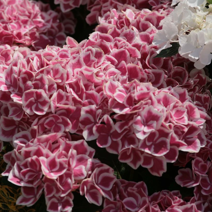 Hortensia - Hydrangea macrophylla Red Ace (Floraison)