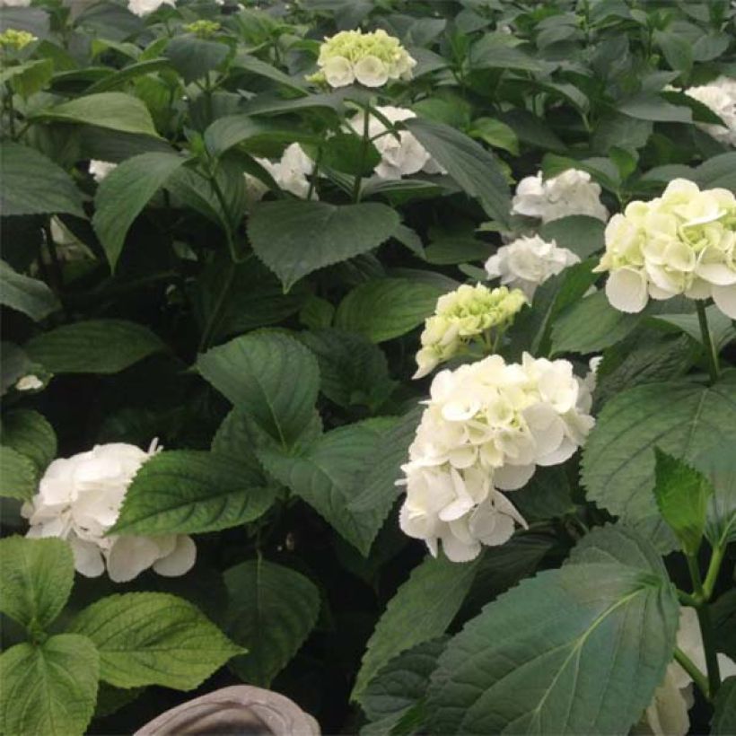 Hortensia - Hydrangea macrophylla Schneeball (Feuillage)