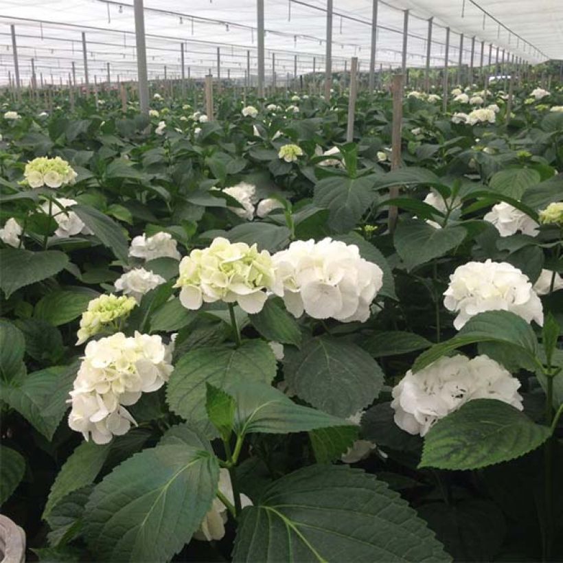 Hortensia - Hydrangea macrophylla Schneeball (Floraison)