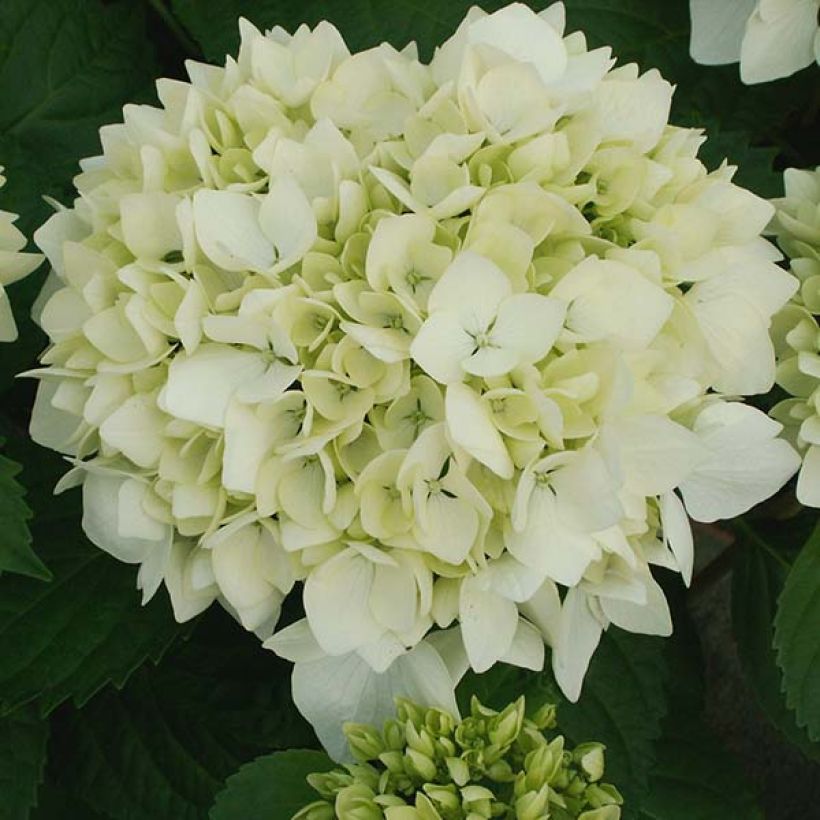 Hortensia - Hydrangea macrophylla Sœur Thérèse (Floraison)