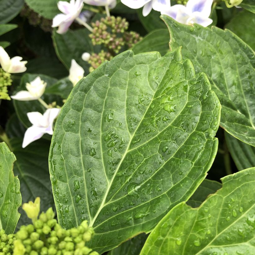 Hortensia - Hydrangea macrophylla Stargazer (Feuillage)