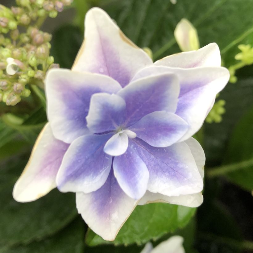 Hortensia - Hydrangea macrophylla Stargazer (Floraison)