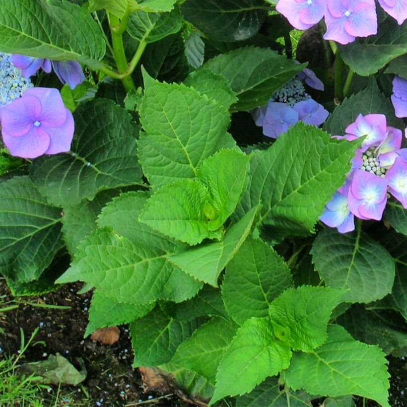 Hortensia macrophylla Teller Blue (Feuillage)