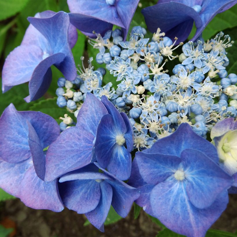 Hortensia macrophylla Teller Blue (Floraison)