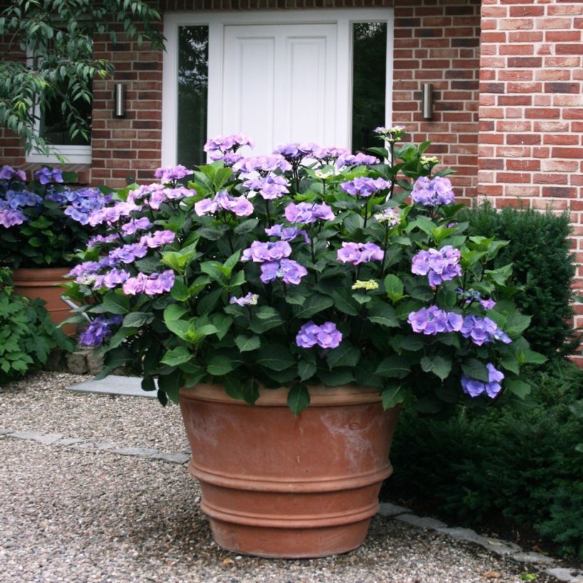 Hortensia macrophylla Teller Blue (Port)