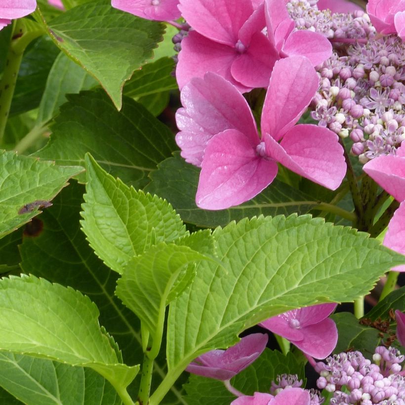 Hortensia - Hydrangea macrophylla Teller Pink (Feuillage)