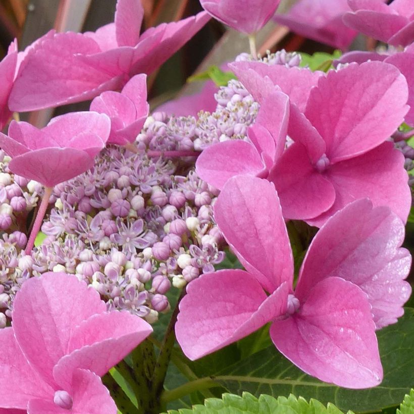 Hortensia - Hydrangea macrophylla Teller Pink (Floraison)