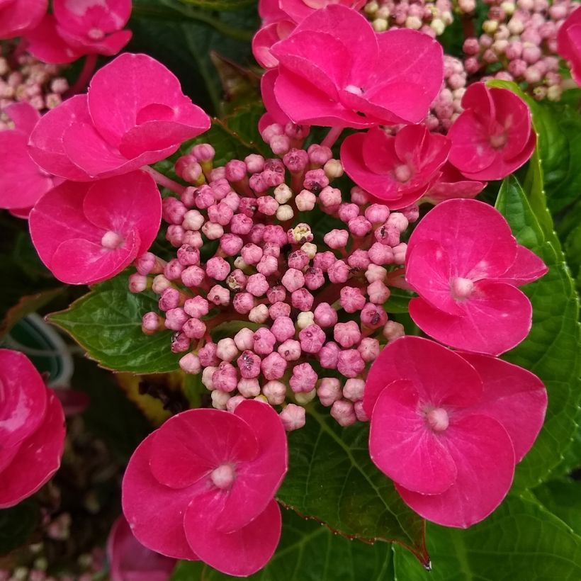 Hortensia macrophylla Teller Red (Floraison)