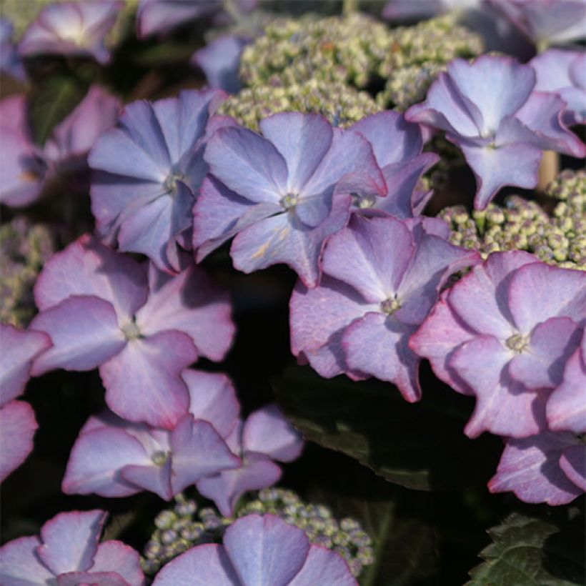 Hortensia - Hydrangea macrophylla Tiffany (Floraison)