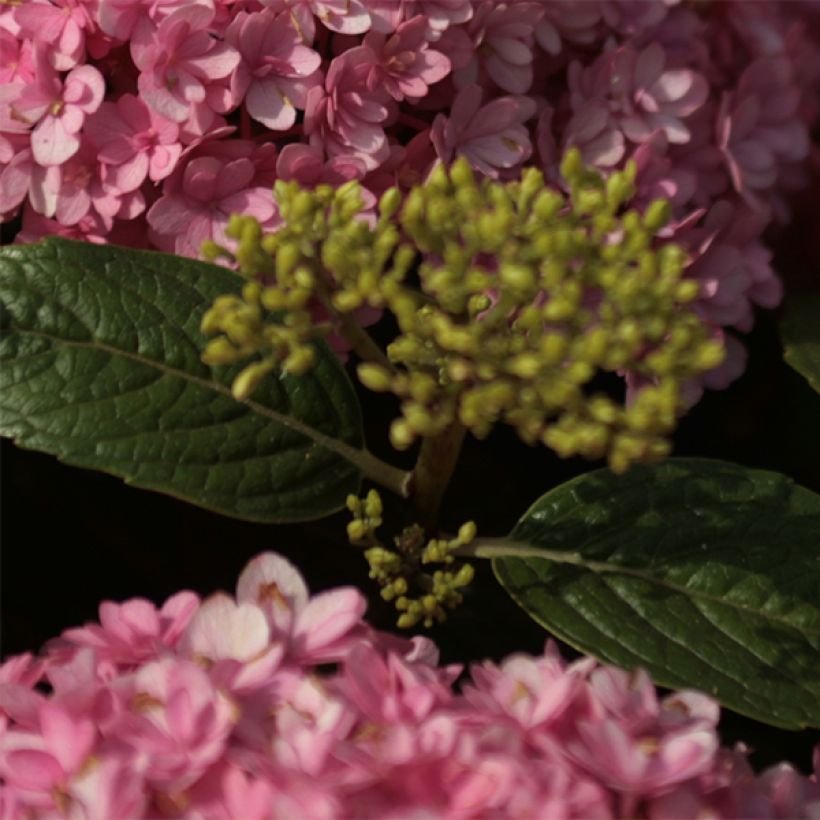 Hortensia - Hydrangea macrophylla Umbrella (Feuillage)