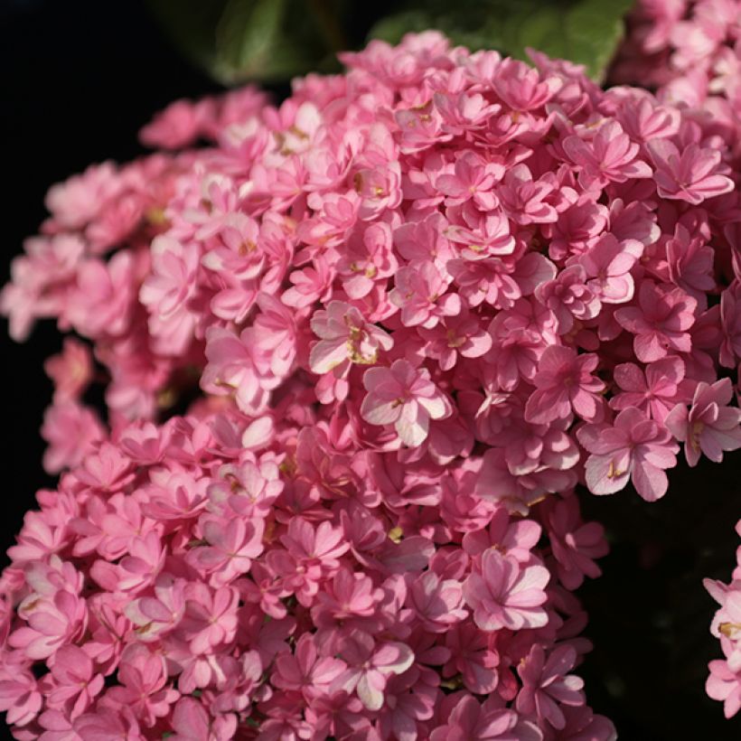 Hortensia - Hydrangea macrophylla Umbrella (Floraison)