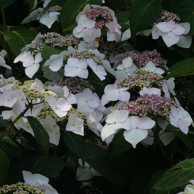 Hortensia - Hydrangea macrophylla Veitchii (Floraison)