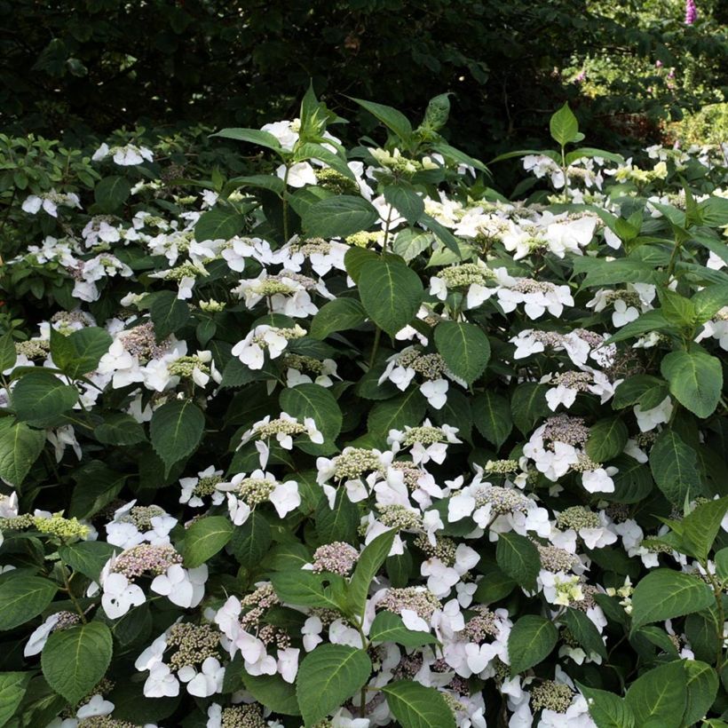 Hortensia - Hydrangea macrophylla Veitchii (Port)