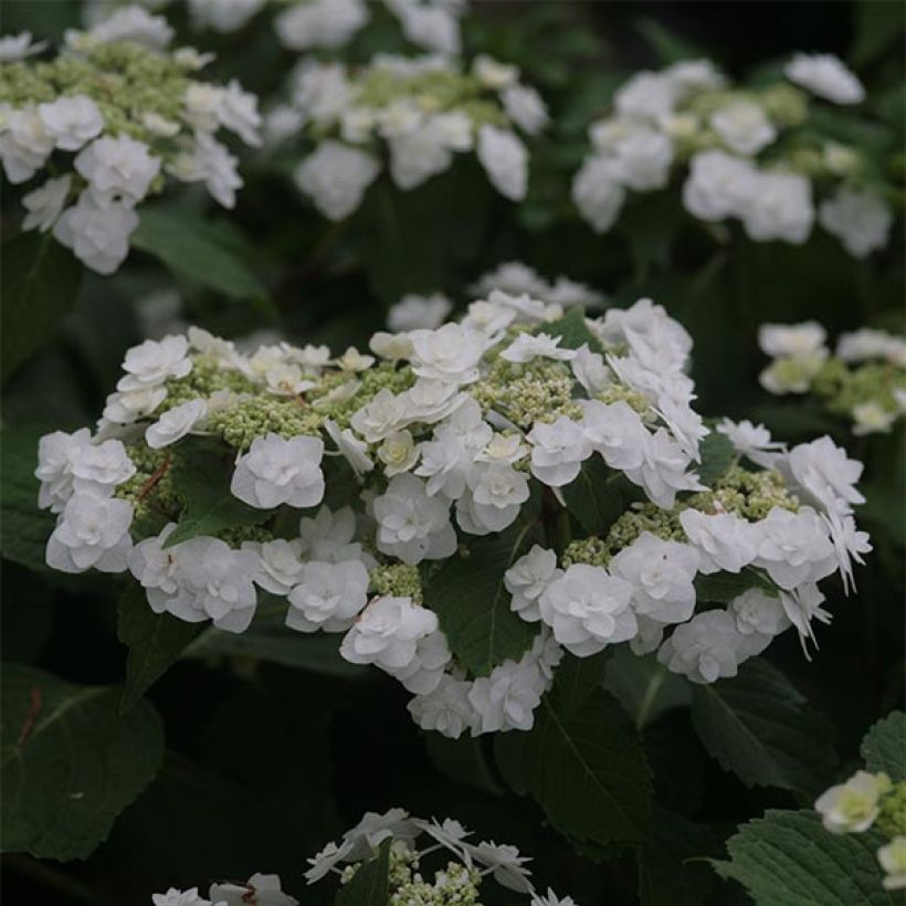 Hortensia - Hydrangea macrophylla Wedding Gown (Floraison)