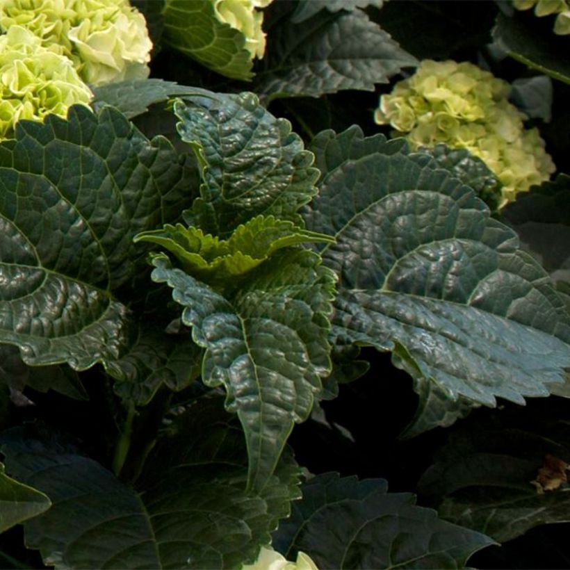 Hortensia - Hydrangea macrophylla Wudu (Feuillage)