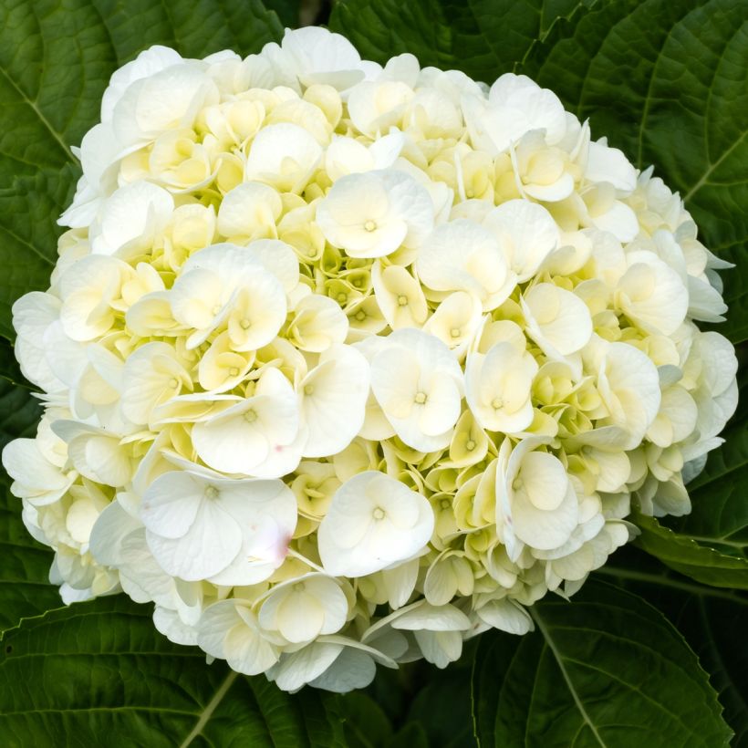 Hortensia - Hydrangea macrophylla Wudu (Floraison)