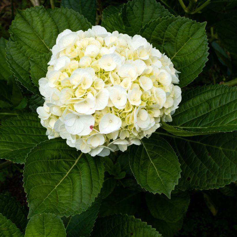 Hortensia - Hydrangea macrophylla Wudu (Floraison)