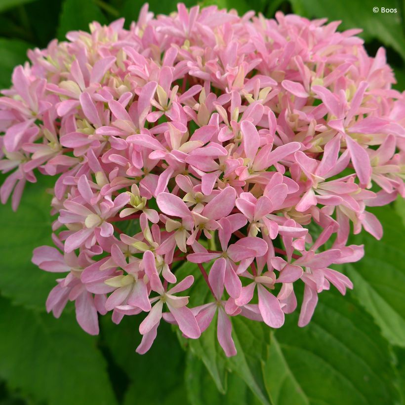 Hortensia - Hydrangea macrophylla You and Me 'Inspire' (Floraison)