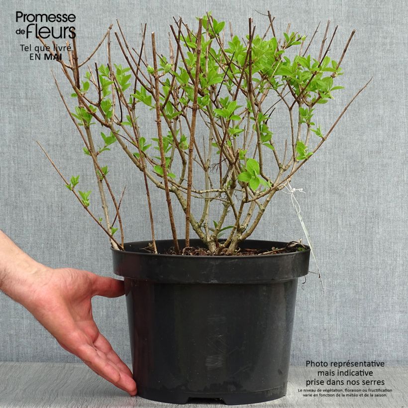 Spécimen de Hydrangea paniculata Bobo - Hortensia paniculé nain tel que livré en printemps