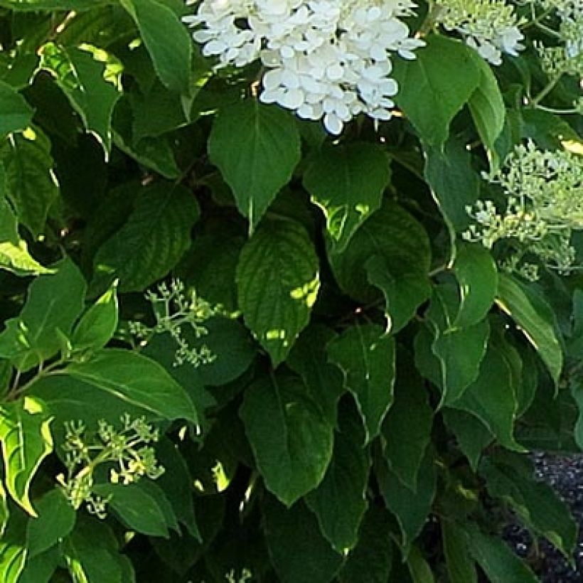 Hydrangea paniculata Bombshell - Hortensia paniculé (Feuillage)